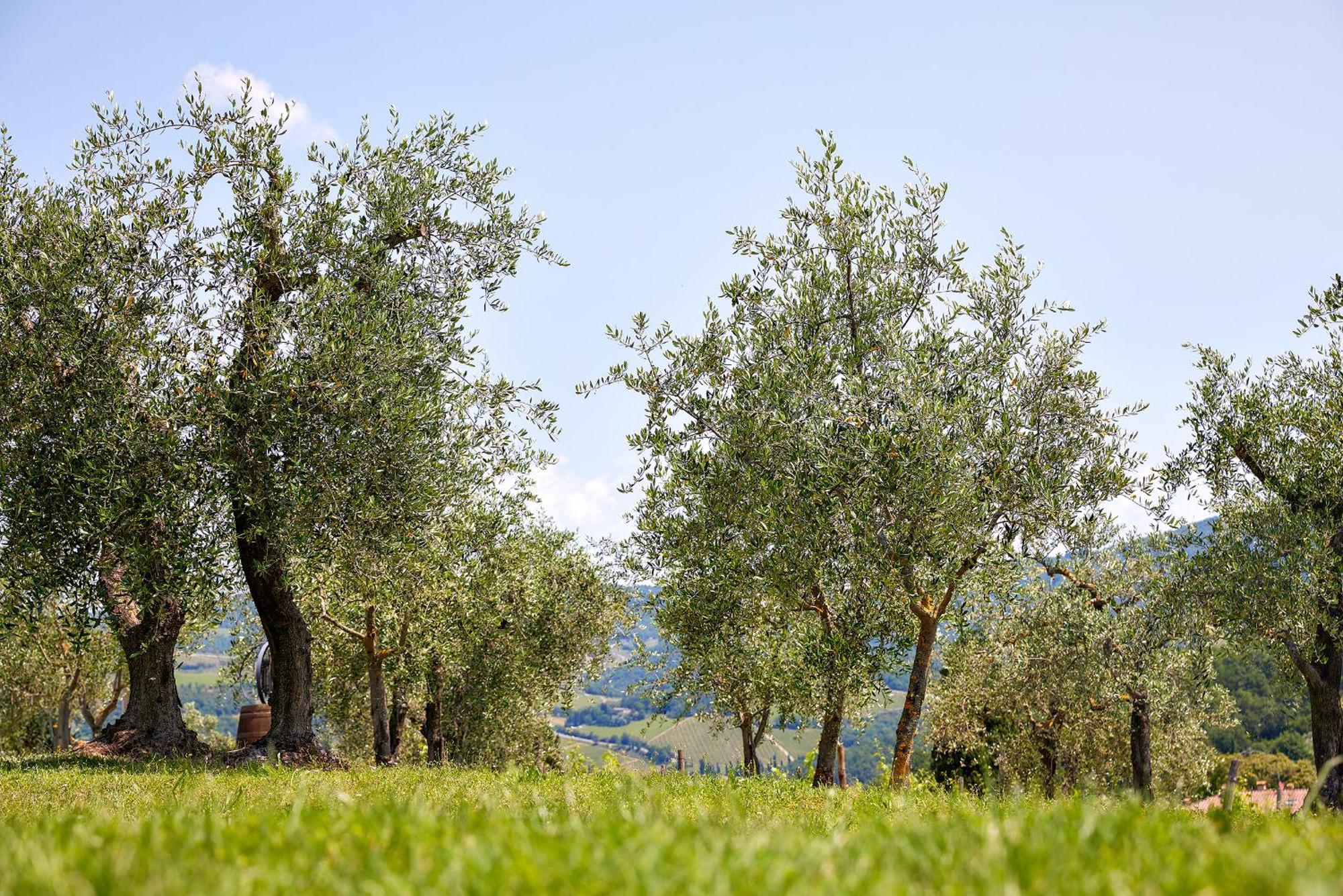 Tenuta Il Poggetto Radda in Chianti Εξωτερικό φωτογραφία